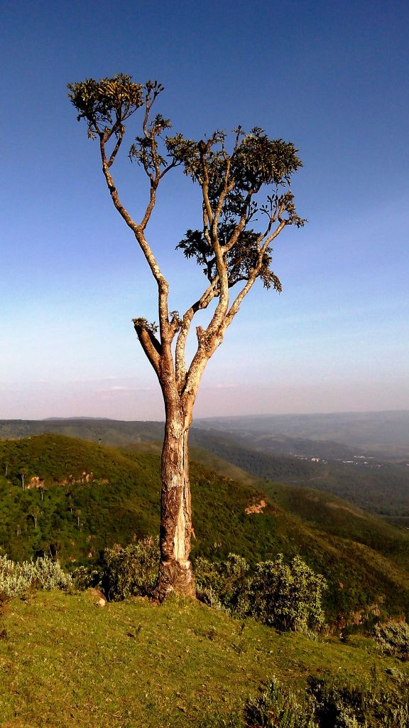 This tree was so symbolic. Some locals that had joined us insisted that our mini-van was parked right behind this tree, but their judgement of distance had proven to be very different from ours. This once, they were right, the van was right behind the tree!