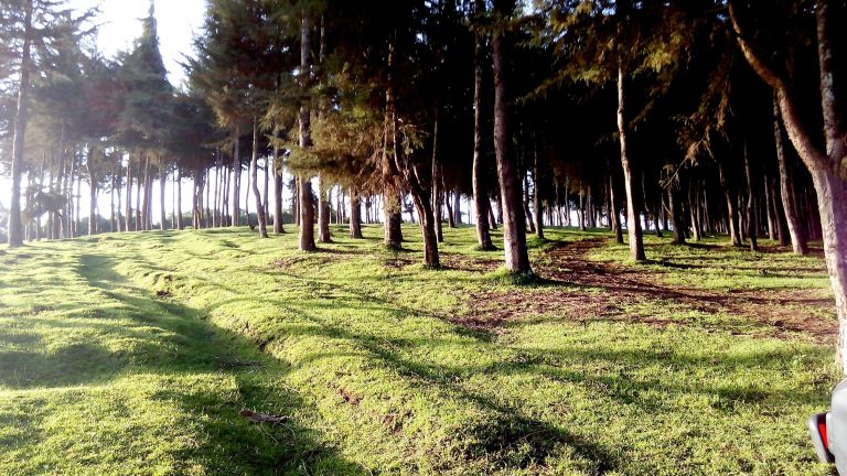 And then this awe-instilling woods...