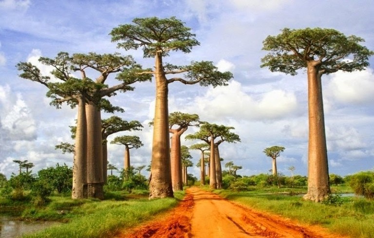 madagascar-1-httpwww-ritebook-in201405the-alley-of-the-baobabs-madagascar-html