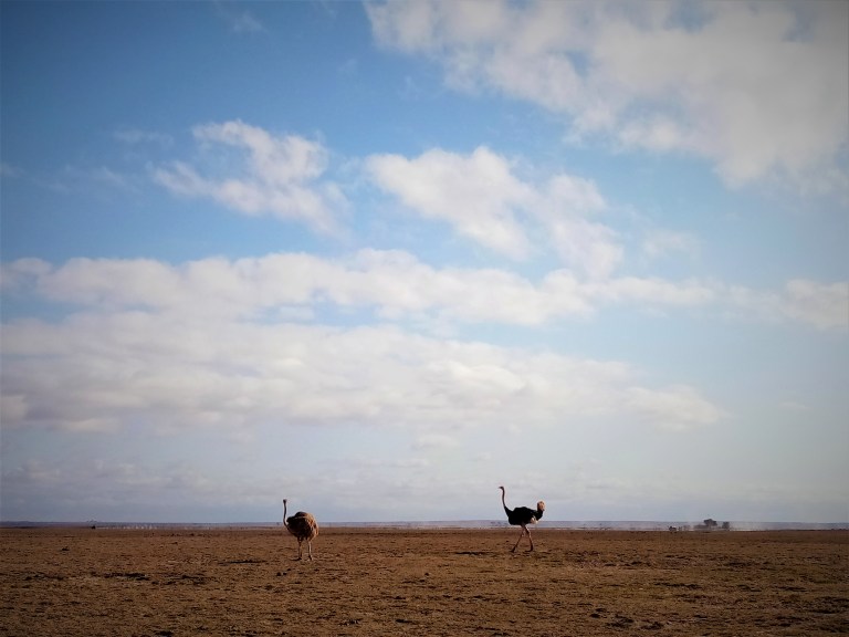 Prime wildlife parks in Kenya